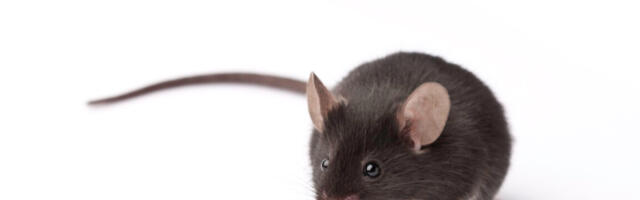 Experimental retina implants give mice infrared vision