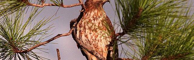 The Fed's Turning Hawkish as This U.S. Employment Indicator Flashes Red