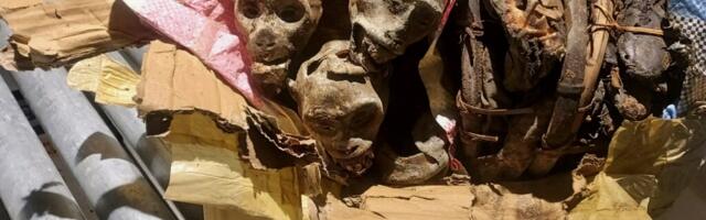 Rhesus Pieces! 4 dried monkeys seized as illicit bushmeat at Boston airport