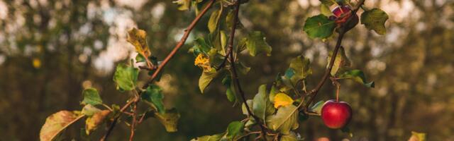 Collaborative Leadership: The Key to Enhancing Team Performance