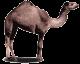 Is Perl the World's 10th Most Popular Programming Language?