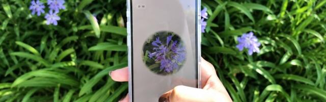 This flower identification app turns every walk into Pokémon Go for plants