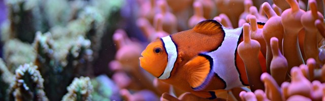 Calling all marine startups: Join Blue Bio Value Acceleration to scale your business, and win €45K! (Sponsored)
