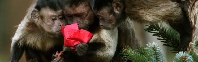 AI talent war poses a gnarly question: Are you a monkey or a missionary?