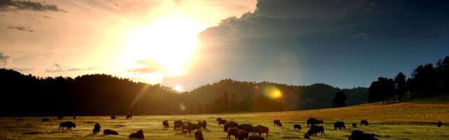 11 unexplainable animal mysteries