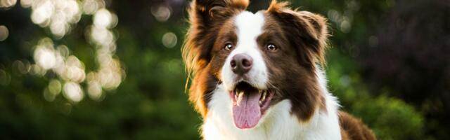 9 natural disaster warning signs animals display before humans notice anything wrong