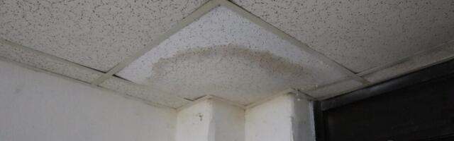In a Hotter, Wetter South, Mold Is Emerging as a Public Health Crisis