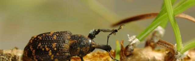How IoT could protect Scottish forests from pine weevils
