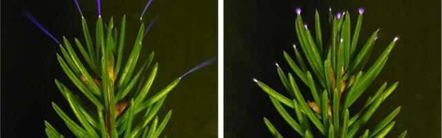 Scientists Just Caught Trees Firing Off Ultraviolet Sparkles During Thunderstorms