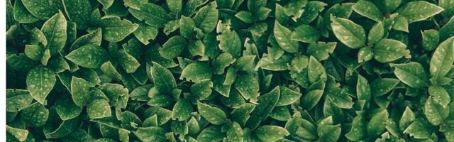 EU commission backs Ukrainian ecosystem as paper-focused green tech Releaf banks €2.5 million