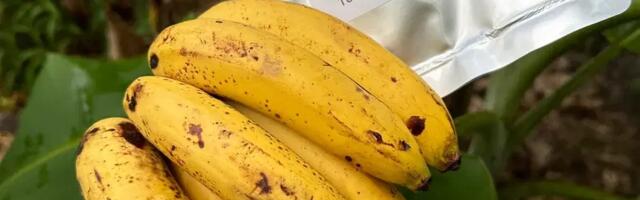 Как спасают бананы
