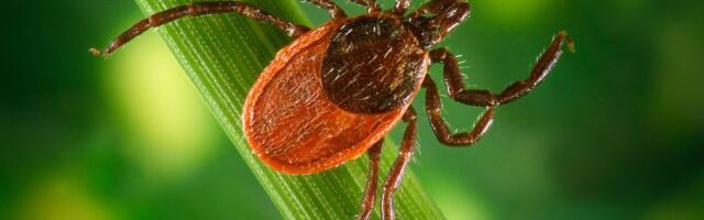 Finally, Some Good News in the Fight Against Lyme Disease
