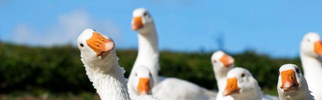 Goose, a New Gay Dating App, Appears to Be a Psyop