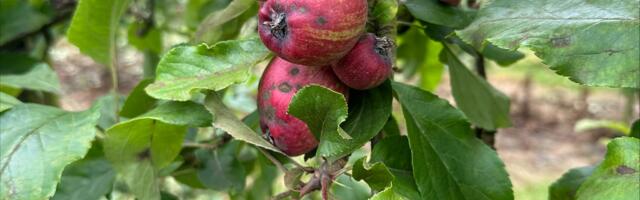 Innovative approaches for the detection of apple scab disease