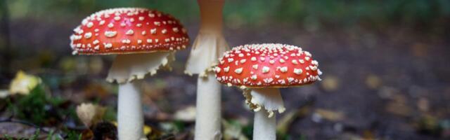 Psychedelic startups in Europe: the numbers behind the shroom boom