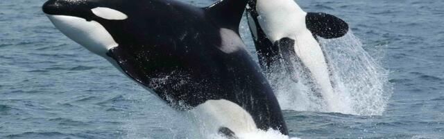 Tourists Watch in Horror as 60 Orcas Rip Apart Endangered Blue Whale
