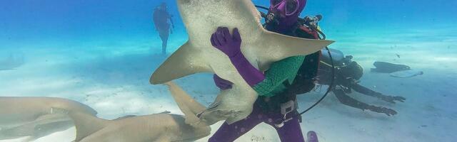 Shark Week 2025: How to Watch and Stream the Toothy Programming Event