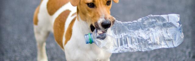 The startups taking the plastics out of the pet sector