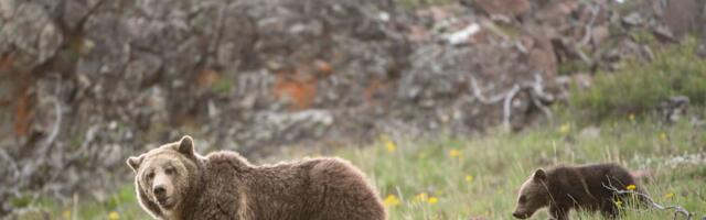 Is It Time to Stop Protecting the Grizzly Bear?
