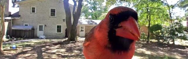The solar-powered Birdbuddy Pro is on sale for $168, the lowest price yet