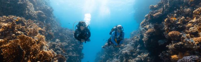 Q&A: Red Sea Global Highlights Destination Biodiversity to Attract Divers Worldwide