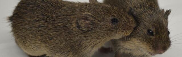 Окситоцин — гормон любви. А дружбы? Окситоцин — гормон любви. А дружбы?