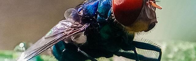 Not to Alarm Anyone, but Flesh-Eating Screwworms Have Entered the US