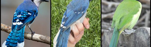 This ‘Grue Jay’ Hybrid Looks Cool as Hell—but It’s a Warning Sign
