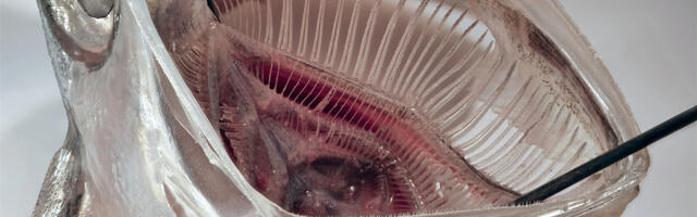 Fish-Inspired Laundry Filter Shows Early Promise Against Microplastics