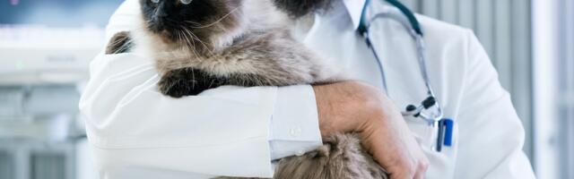 Vets are burning out — startups want to help