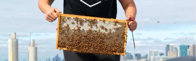 Alvéole closes $8.1 million Series A to help companies meet ESG goals with beekeeping