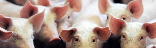 The next big climate deadline is for meat and dairy