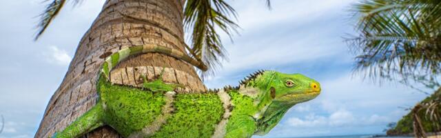 Iguanas Pulled Off ‘Crazy’ Record-Breaking Ocean Voyage, Scientists Say