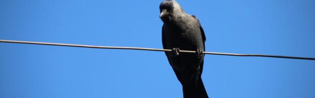 Report Reveals Which Cars Are Most Likely to Get Pooped On