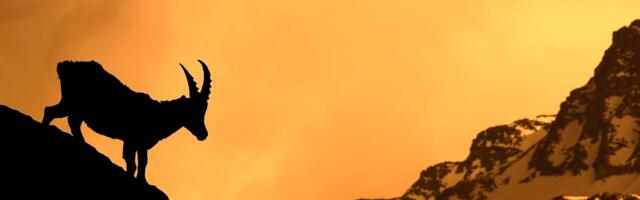 Something weird is happening to these Alpine goats. Scientists say it’s an ominous sign.