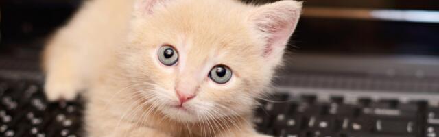 Opinion: I’ve learned that it may be best to email like a cat