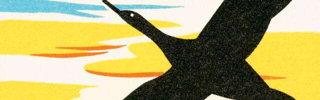 The beginner’s guide to bird-watching