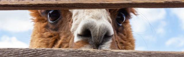 Alpaca raises $10M Series A for its API-powered equities trading service
