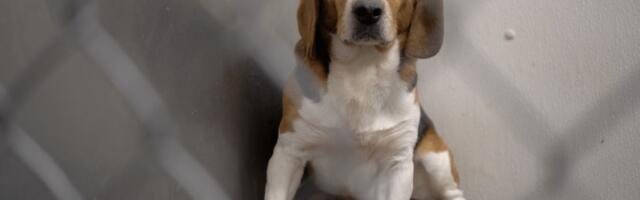 Can dogs be considered “persons” under the law ?