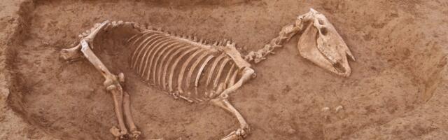 Archaeologists Unearth Roman Horse Cemetery With 100 Skeletons