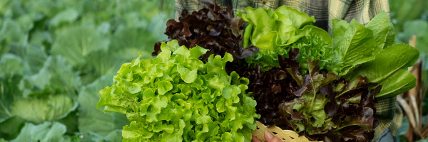 Freshket lands $3 million Series A led by Openspace to streamline Thailand’s food supply chain