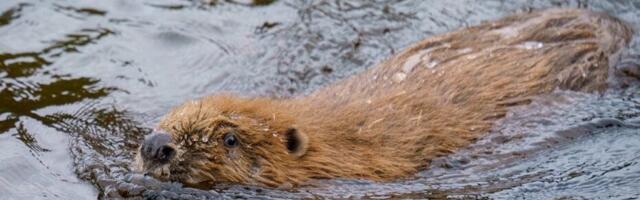 Beavers released in Glen Affric 400 years after extinction in Scotland
