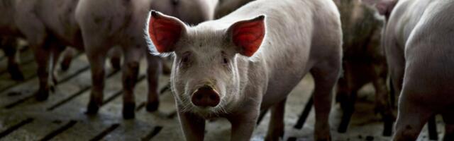 The alarming rise in antibiotic use by the meat industry