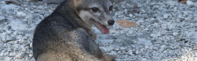 Scientists Capture First Photo Evidence of Dwarf Island Fox Not Seen in 20 Years