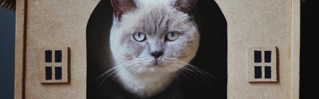 Startups disrupt discrimination against renters with pets