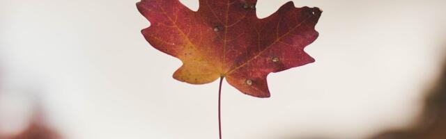 Three Canadian regions ranked among the best global cleantech ecosystems by Startup Genome