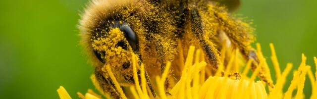 Welcome to the Worst Allergy Season Ever