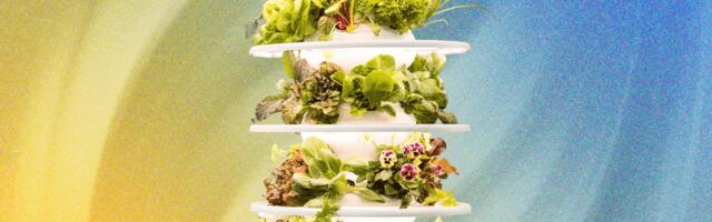Lettuce Grow Indoor Farmstand Review: Grow Your Own