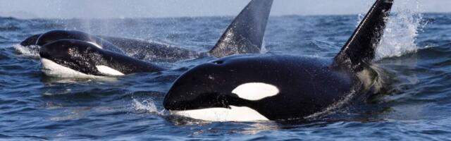 Watch These Orcas Smash a Giant Dead Fish to Pieces—Just for Kicks