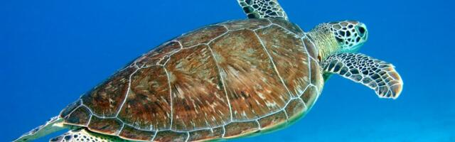 The extraordinary reason why scientists are collecting sea turtle tears